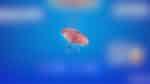 Eclipse ‘Brella Reloaded in Fortnite